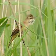 Great Reed Warbler