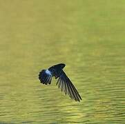 White-rumped Swiftlet