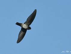 Glossy Swiftlet