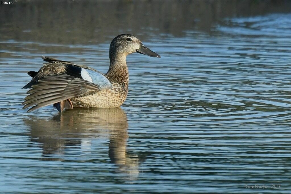 Sarcelle à ailes bleues