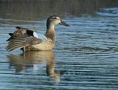 Blue-winged Teal