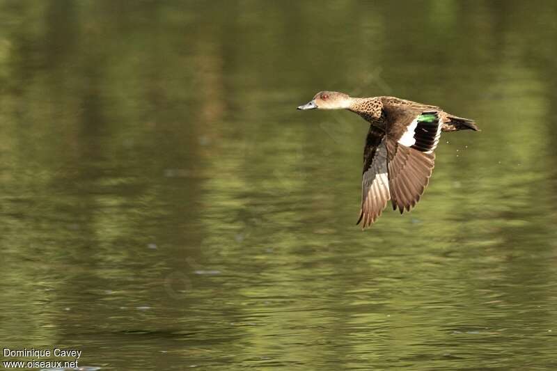 Grey Tealadult, Flight