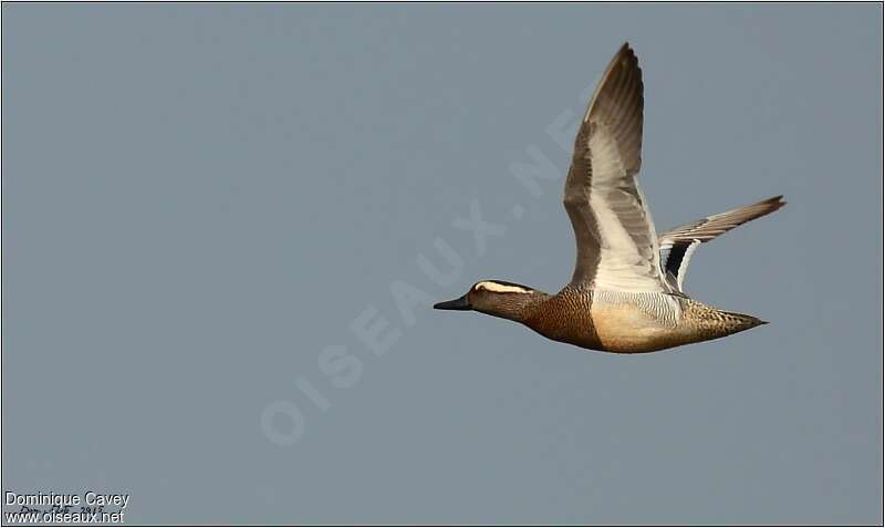 Garganey male adult, Flight