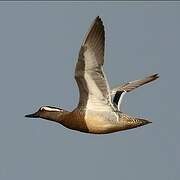 Garganey