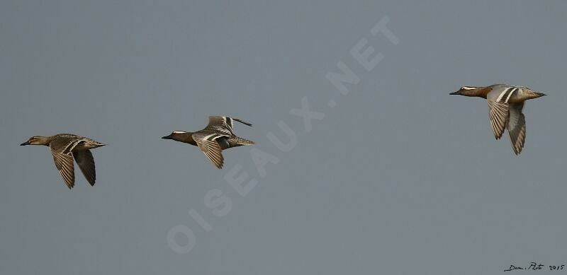 Garganey