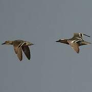 Garganey