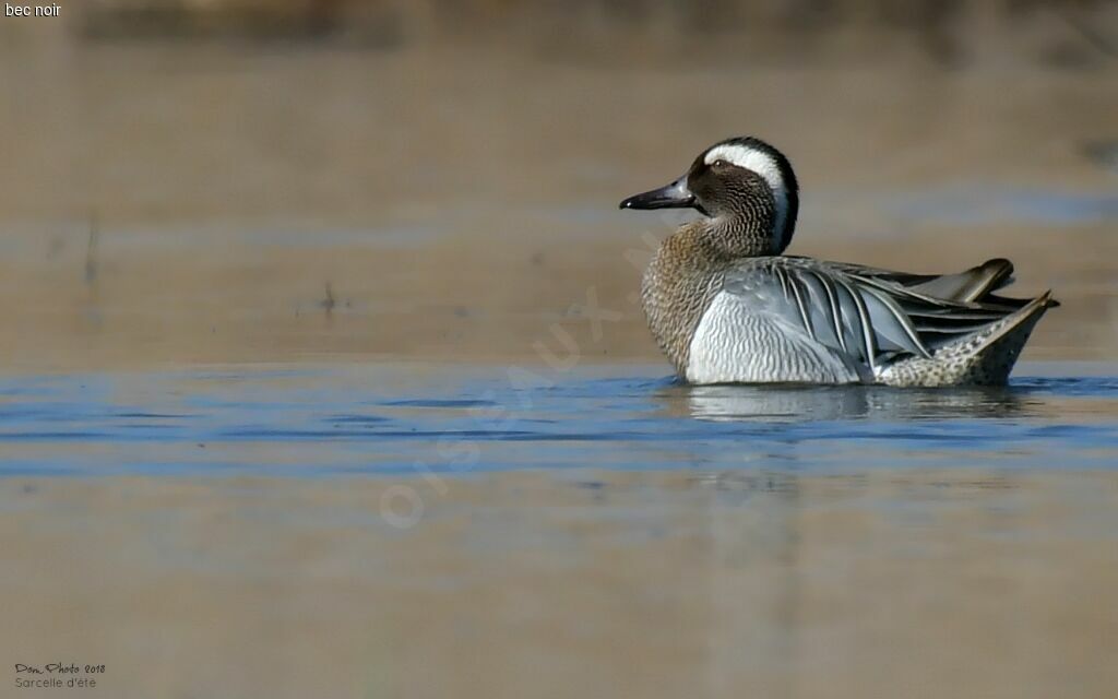 Garganey male