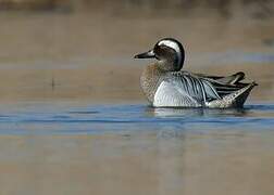 Garganey