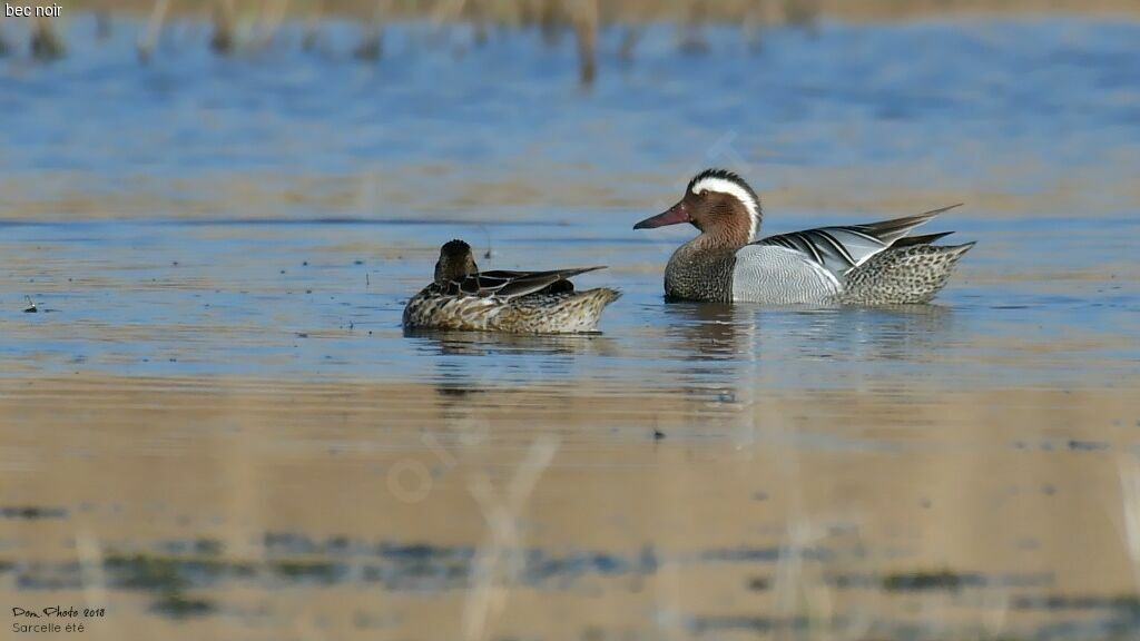 Garganey male adult breeding