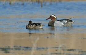 Garganey