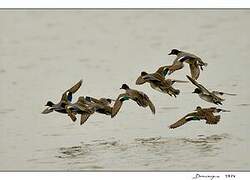 Eurasian Teal