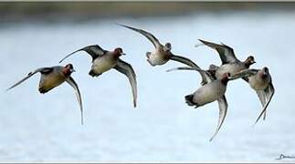 Eurasian Teal