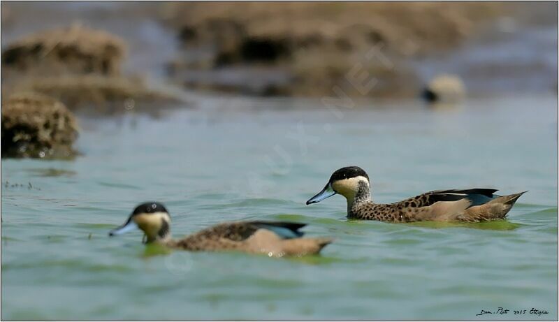 Blue-billed Teal