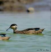 Blue-billed Teal