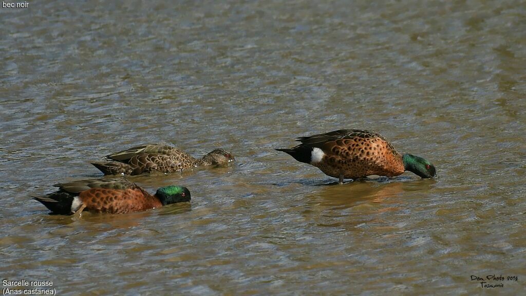 Chestnut Teal