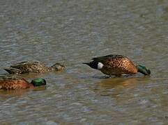 Chestnut Teal