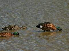 Chestnut Teal