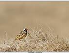 Sentinelle d'Abyssinie