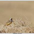 Sentinelle d'Abyssinie