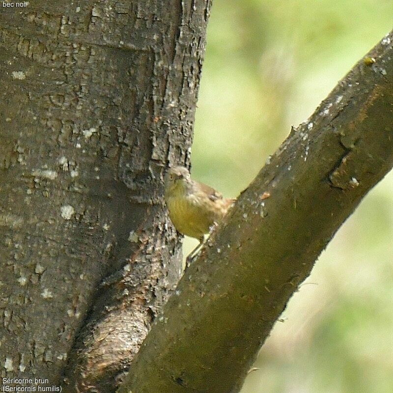 Tasmanian Scrubwren