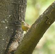 Tasmanian Scrubwren