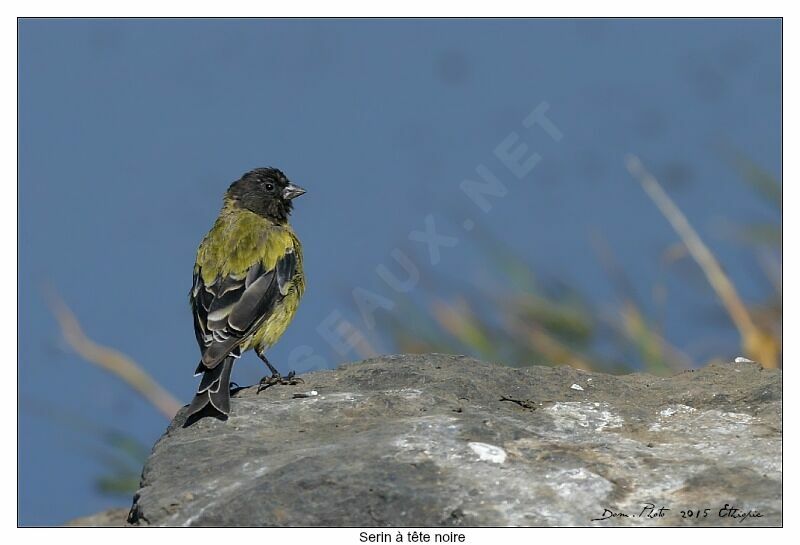 Ethiopian Siskin