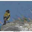 Serin à tête noire
