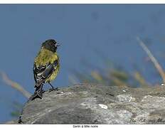 Ethiopian Siskin