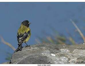 Serin à tête noire