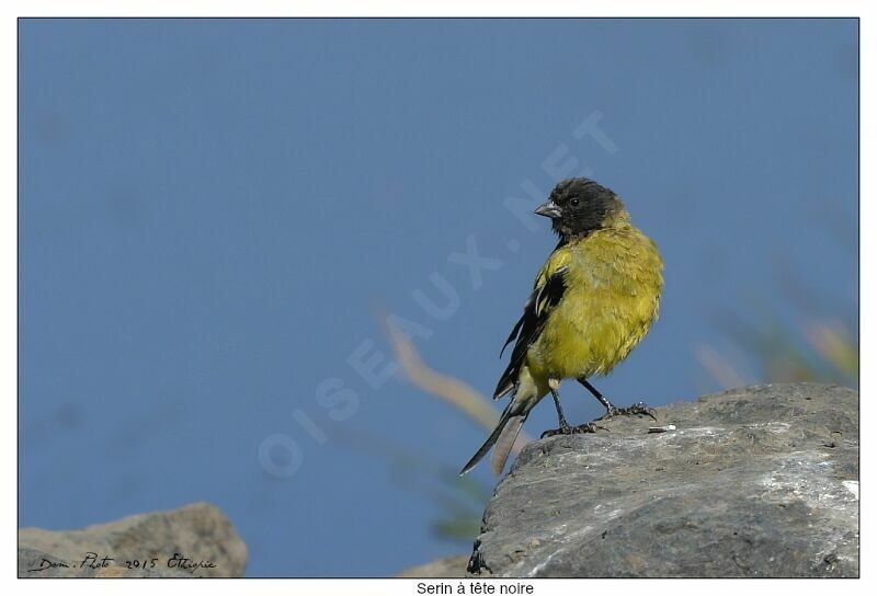 Ethiopian Siskin