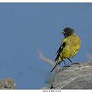 Serin à tête noire
