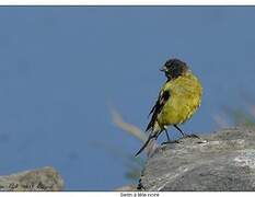 Ethiopian Siskin