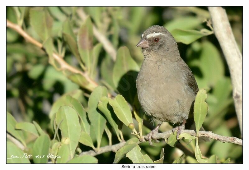 Brown-rumped Seedeater