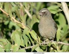 Serin à trois raies