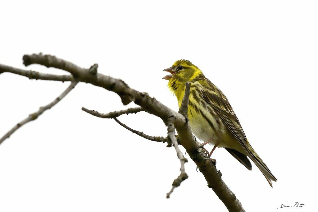 European Serin