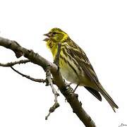 European Serin