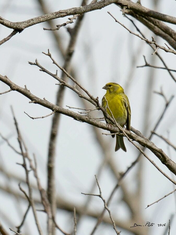 European Serin