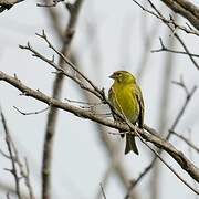 European Serin