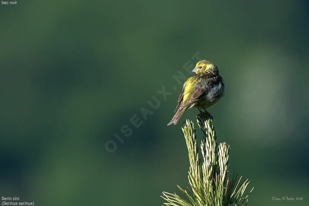 European Serin