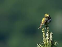 European Serin