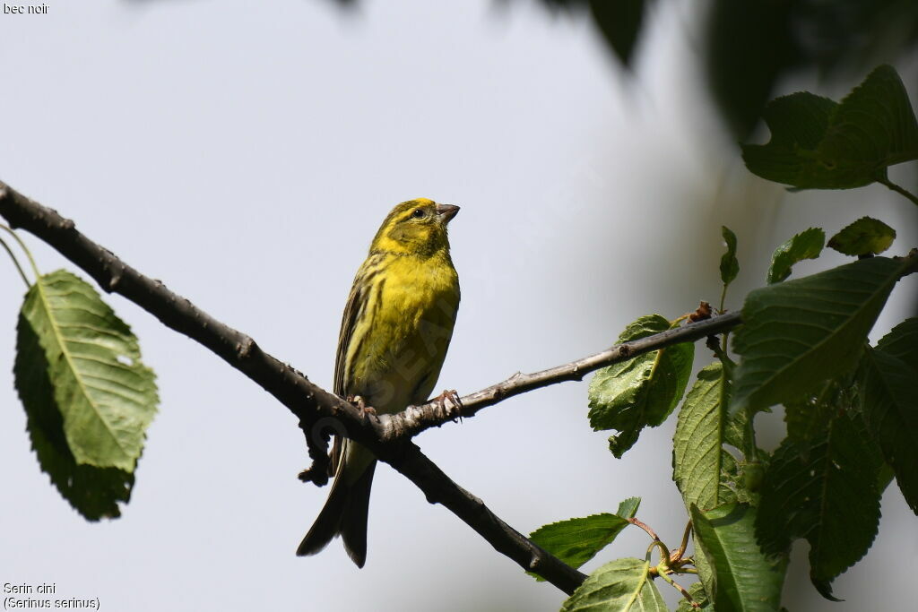 European Serin