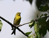 Serin cini