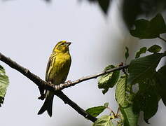 European Serin