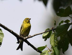 Serin cini