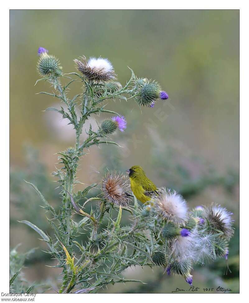 Serin d'Abyssinie, pigmentation, régime