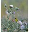 Serin d'Abyssinie