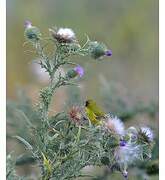 Serin d'Abyssinie