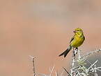 Serin des Canaries