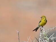 Serin des Canaries