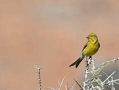 Atlantic Canary